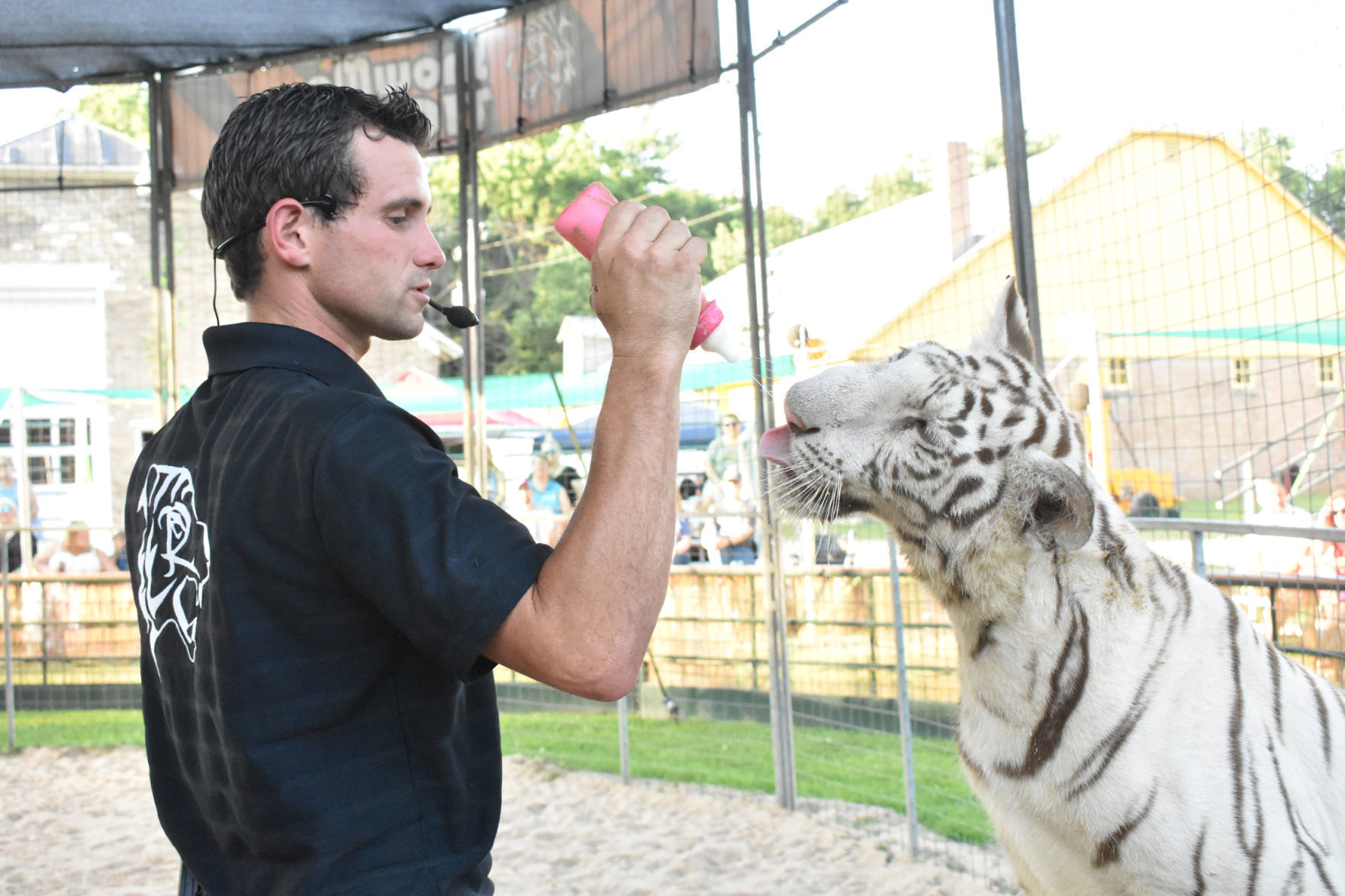 Bottle feeding a baby tiger